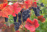 Bunches of wine grapes on the vine at a vineyard near Salem Oregon