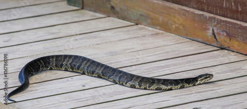 Billede på lærred snake on the ground