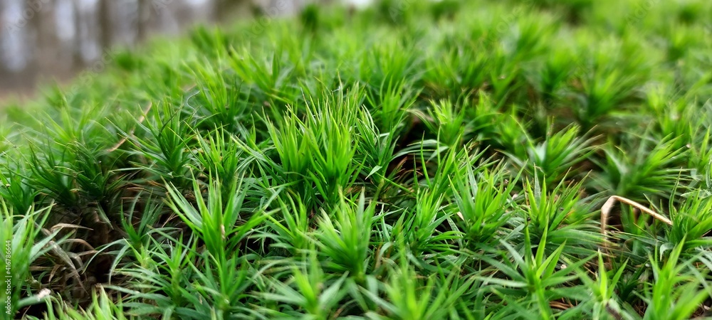 Closeup of star moss with a forest background Closeup of star moss with a forest background