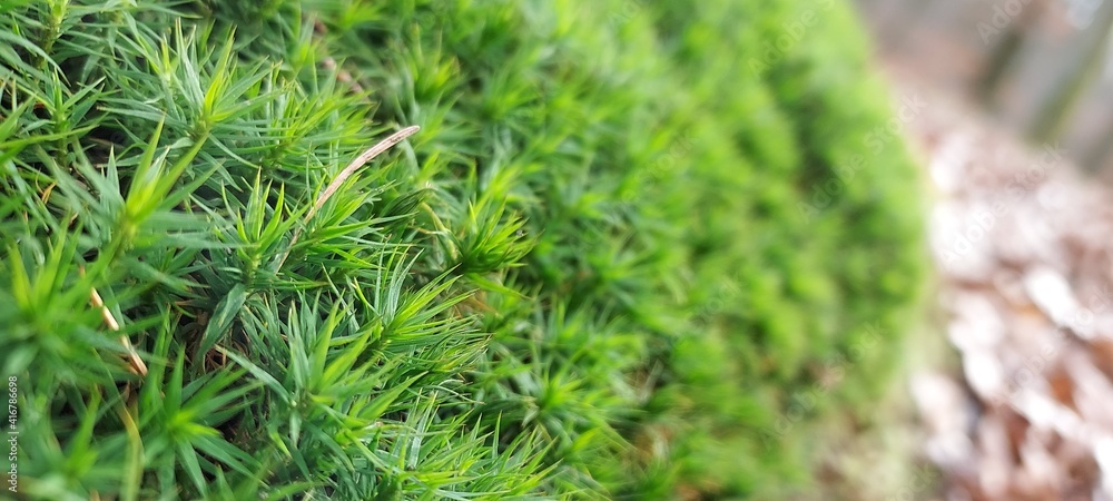 Closeup of star moss with a forest background
