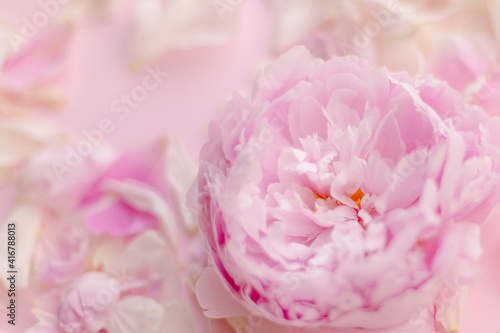 Delicate beautiful pink color floral background. Peony flower and petals. Spring romance tenderness love. Copyspace place for text. Banner postcard. Mother's Day 8 March. Flowering buds bloom flora