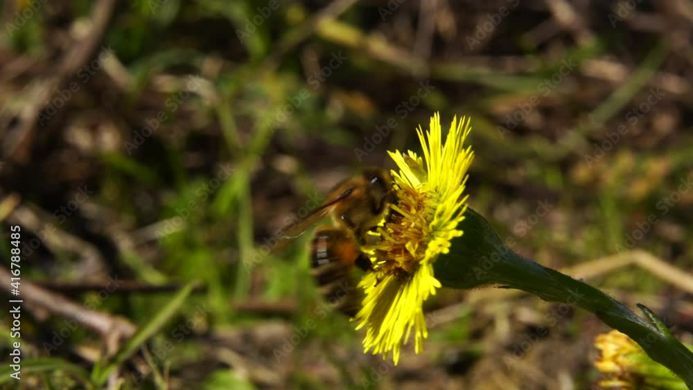 Honey bee sucks nectar from yellow flower in spring, isolated insect, macro shot Honey bee sucks nectar from yellow flower in spring, isolated insect, macro shot