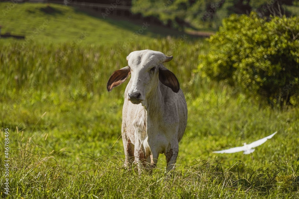 Fototapeta premium white cow on the grass