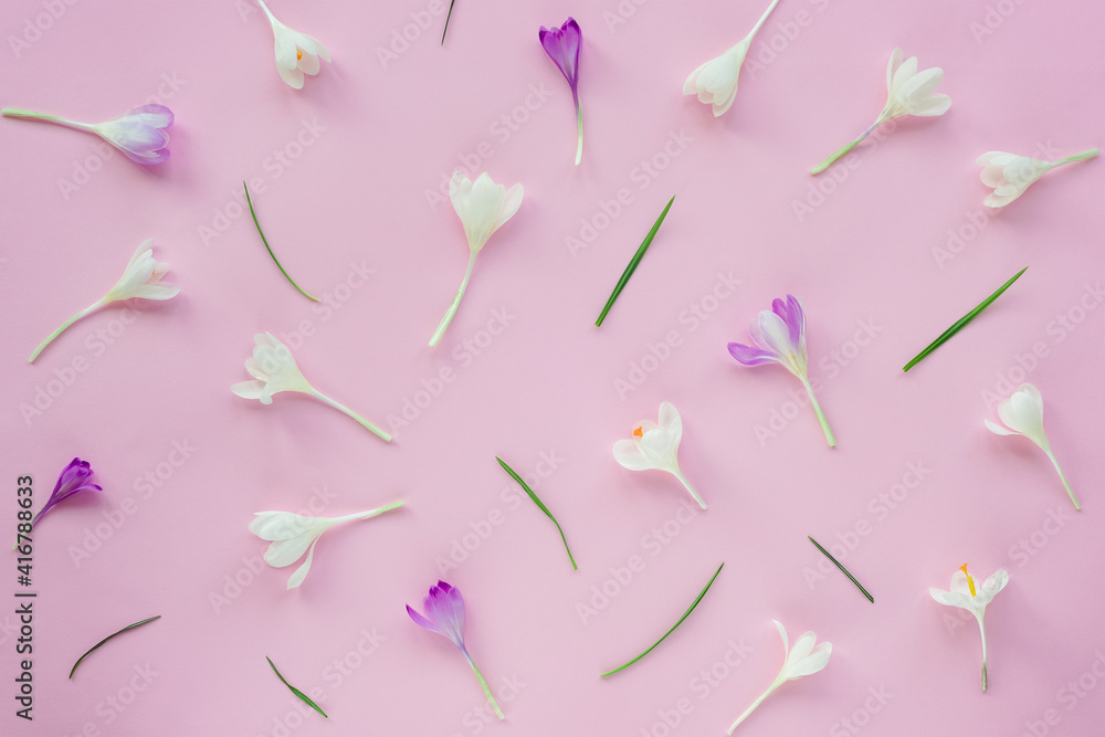 Festive floral background with white and purple crocuses and green leaves on pink background. Spring concept.