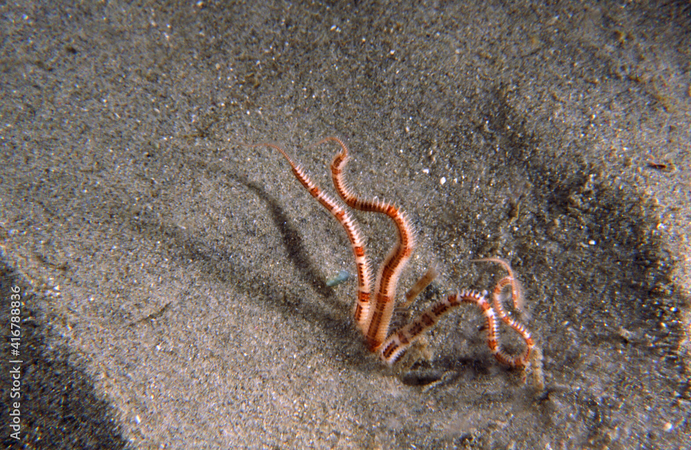 Foto de Brittle Sea Stars in the Sand Filter Feeding and Stabilizing