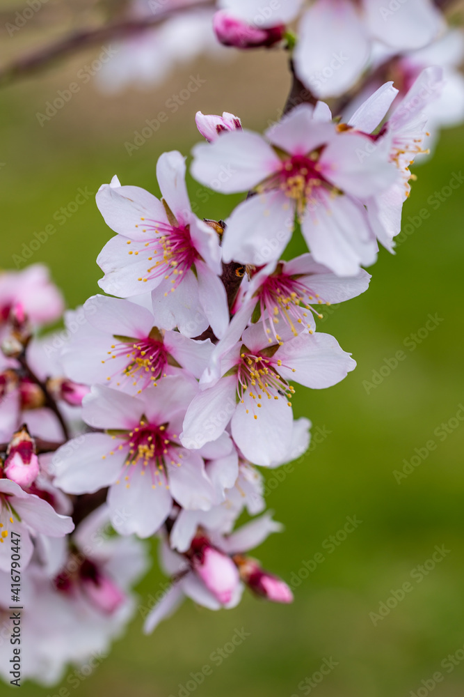 almond blossom in a park in Madrid almond blossom in a park in Madrid