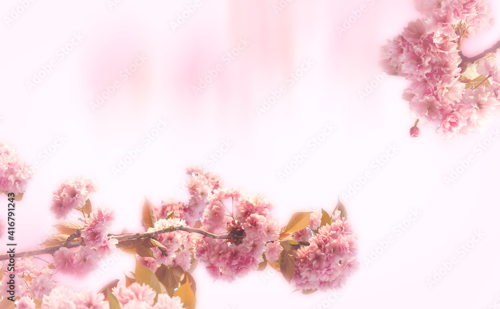 Pink cherry blossom branch covered with tiny soft blossoms create a frame around a white background with copy space. Horizontal arrangement Pink cherry blossom branch covered with tiny soft blossoms create a frame around a white background with copy space. Horizontal arrangement