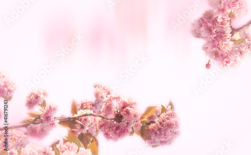 Fototapeta Naklejka Na Ścianę i Meble -  Pink cherry blossom branch covered with tiny soft blossoms create a frame around a white background with copy space.  Horizontal arrangement