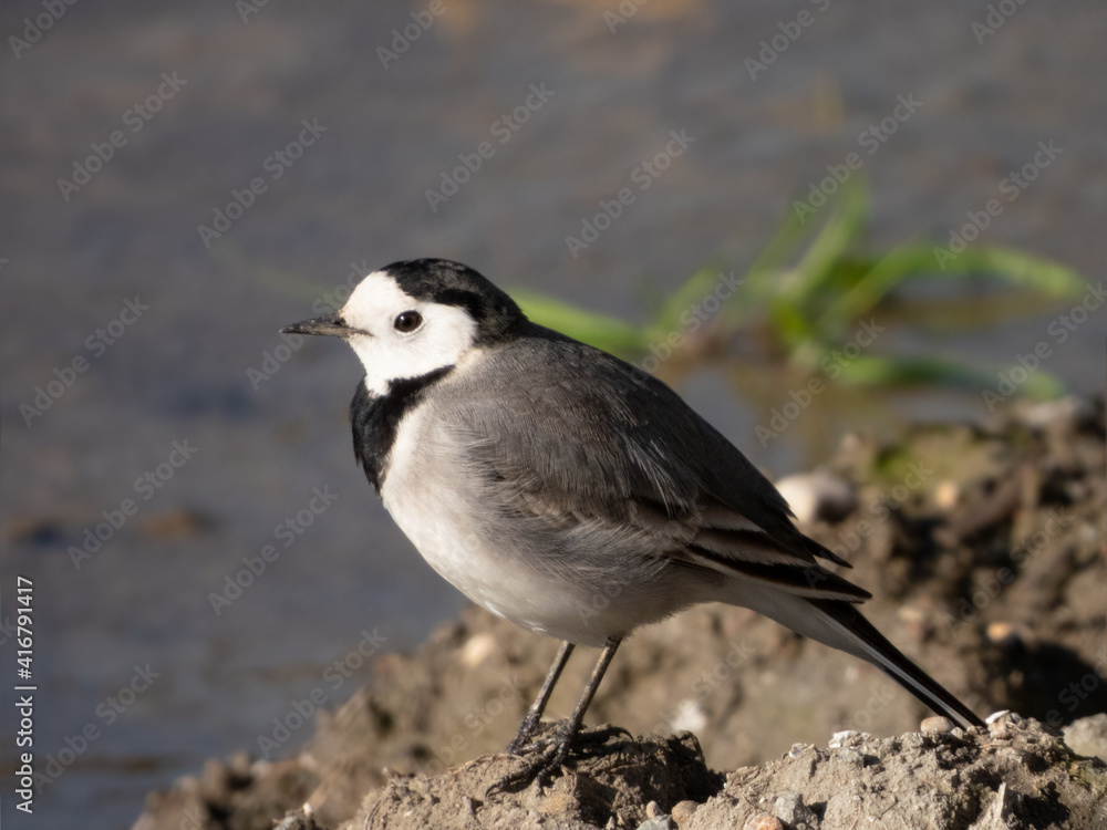 Wagtail