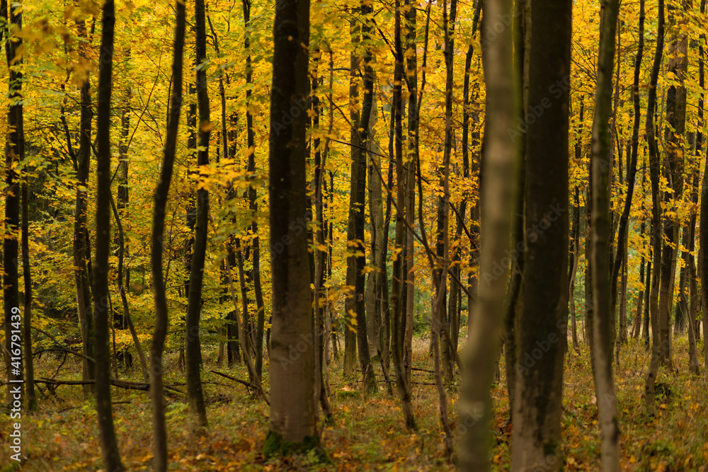 Obraz premium Wald im Herbst