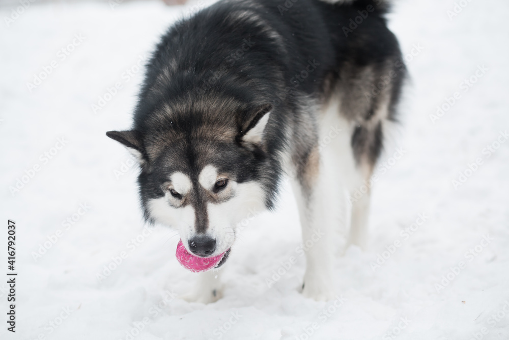 Young beautiful alaskan malamute standing and playing with violet ball. Dog winter.