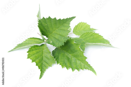 Green blackberry leaf isolated on white background