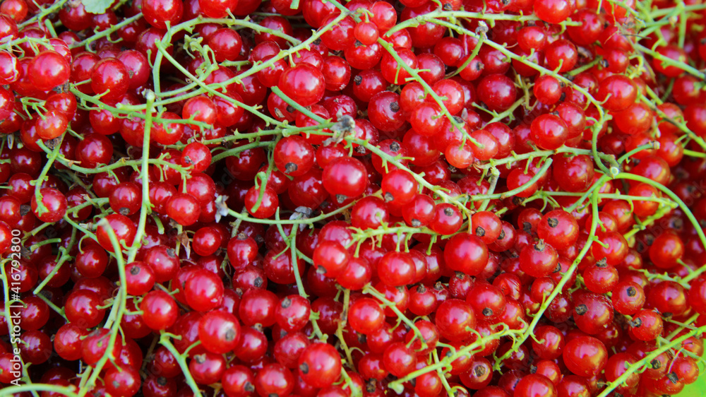 a lot of red currants in the store not the counter a lot of red currants in the store not the counter