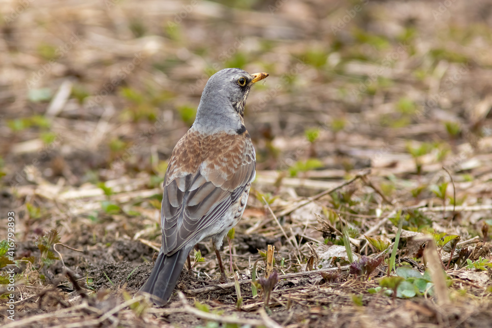 The fieldfare is sitting on the ground in leaves in spring The fieldfare is sitting on the ground in leaves in spring