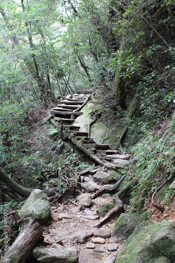 Hiking in Yakushima, Arakawa Trail / 屋久島でのハイキング, あらかわのコース Hiking in Yakushima, Arakawa Trail / 屋久島でのハイキング, あらかわのコース