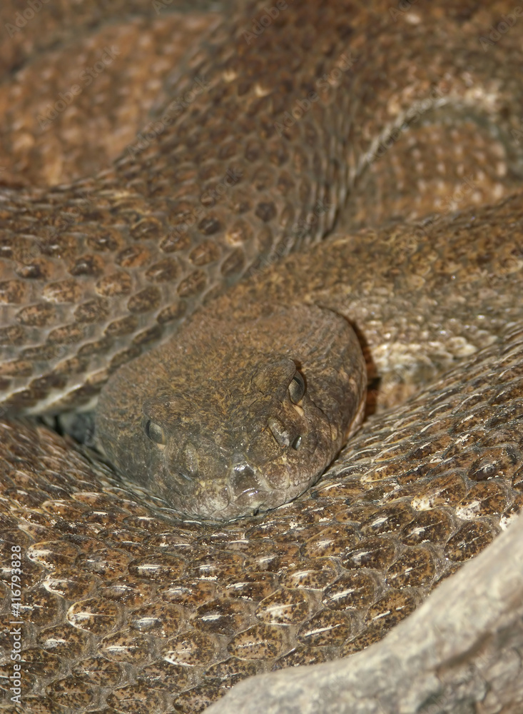 Obraz premium Closeup of western diamondback rattlesnake or Texas diamond-back