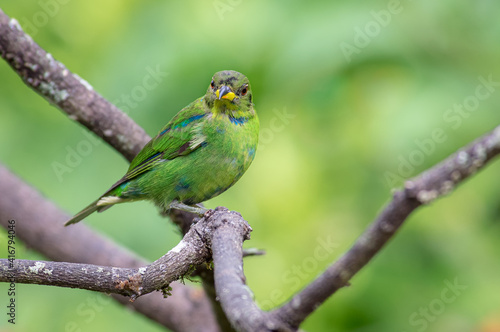 Juvenile male green honeycreeper perched on a dry tree