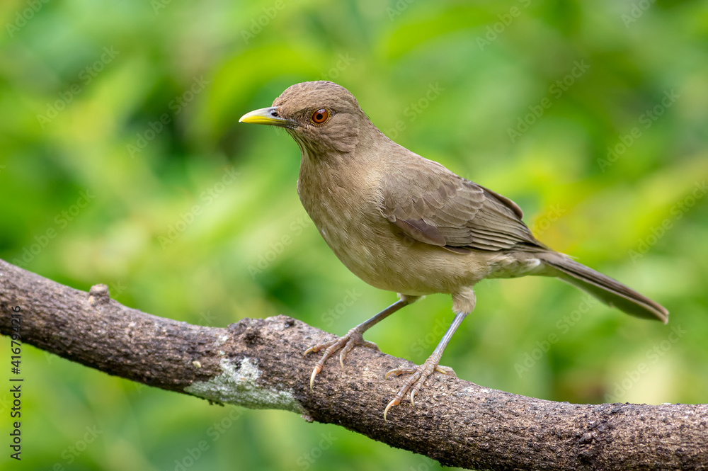 Thrush perched peacefully on a tree branch Thrush perched peacefully on a tree branch