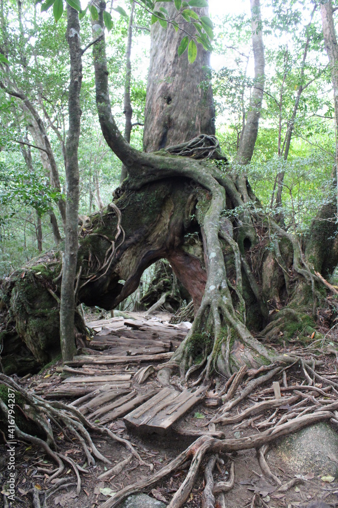 Hiking on Yakushima, Shiratani Unsui-kyo Gorge, moss forest / 屋久島でのハイキング, 白谷雲水峡