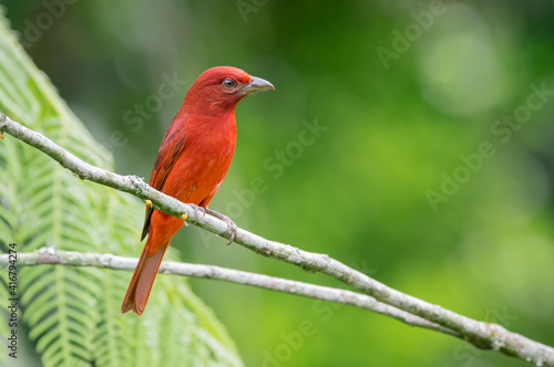 Red tanager perched on small branches carefully surrounding the environment © J Esteban Berrio