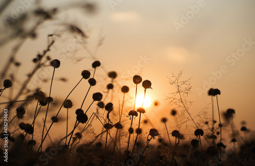 Wilted flower with and the sunset