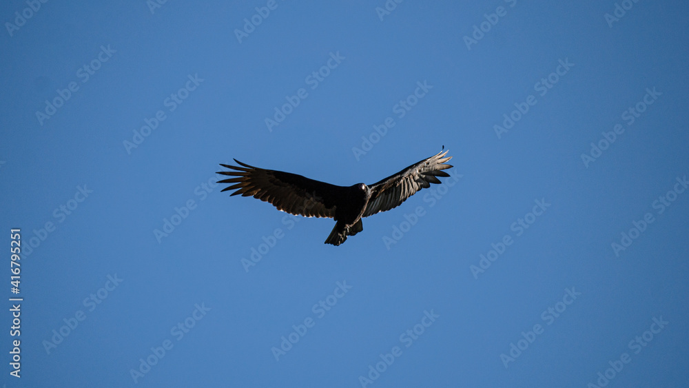 Obraz premium freer bird