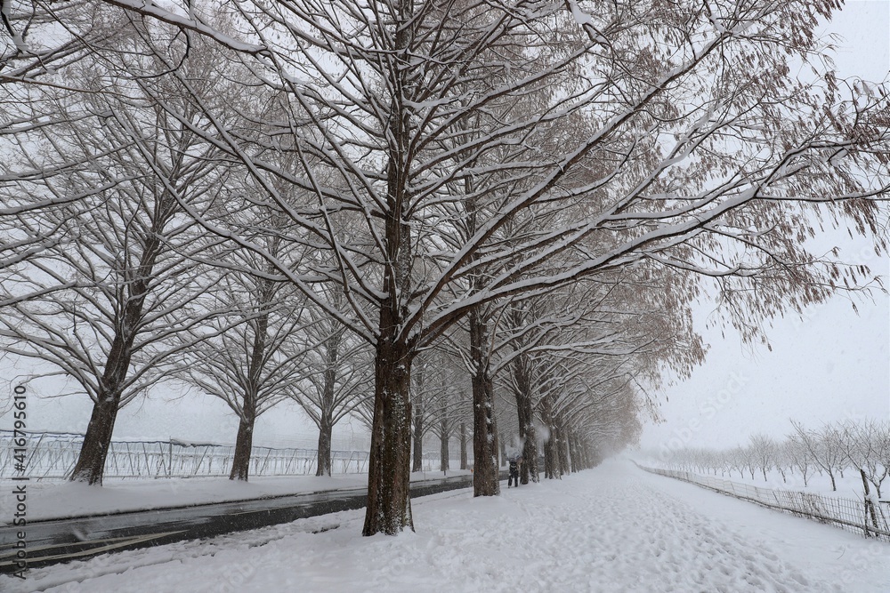 Fototapeta premium 雪景色のメタセコイア並木