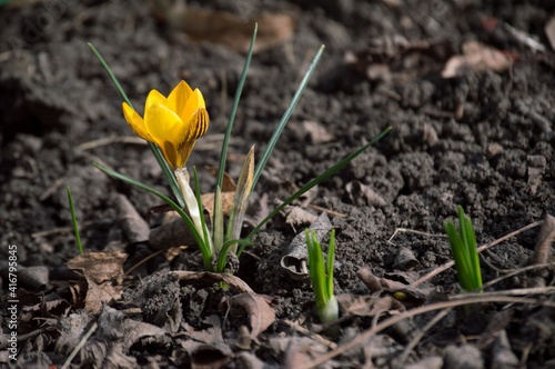 Blooming bright yellow crocus flower on a blurred background