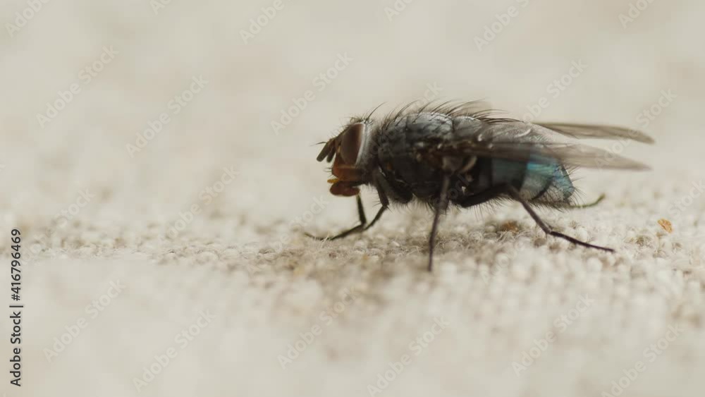 housefly Musca domestica close extreme macro housefly Musca domestica close extreme macro