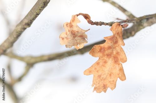 Dry old leaves on a tree branch in the forest.
