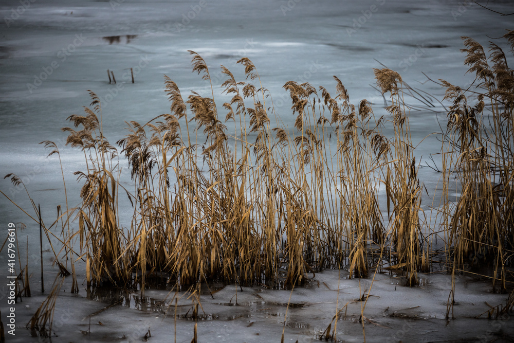 Frozen pond, ice, reeds and winter Frozen pond, ice, reeds and winter