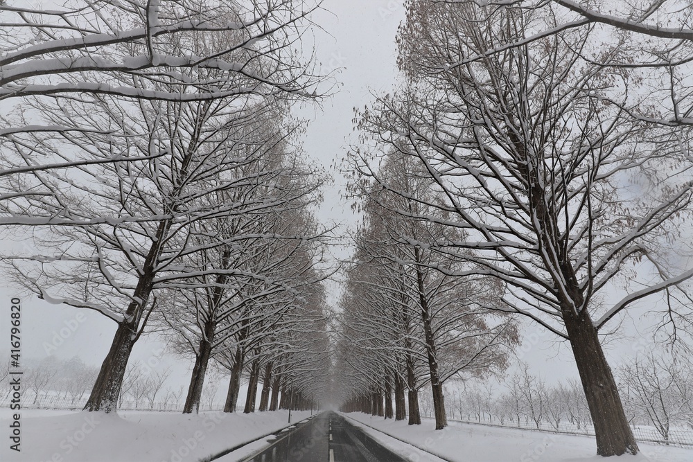 雪景色のメタセコイア並木