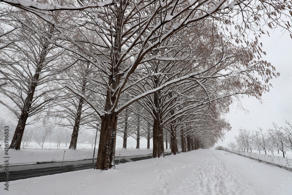 Fototapeta premium 雪景色のメタセコイア並木