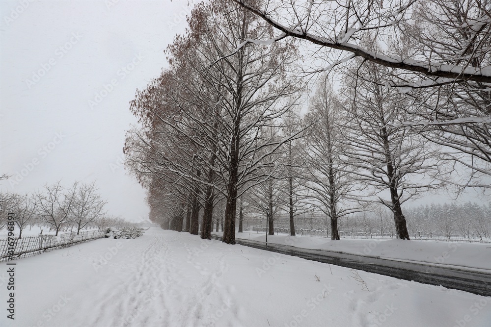 Obraz premium 雪景色のメタセコイア並木