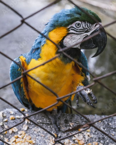 blue and yellow macaw