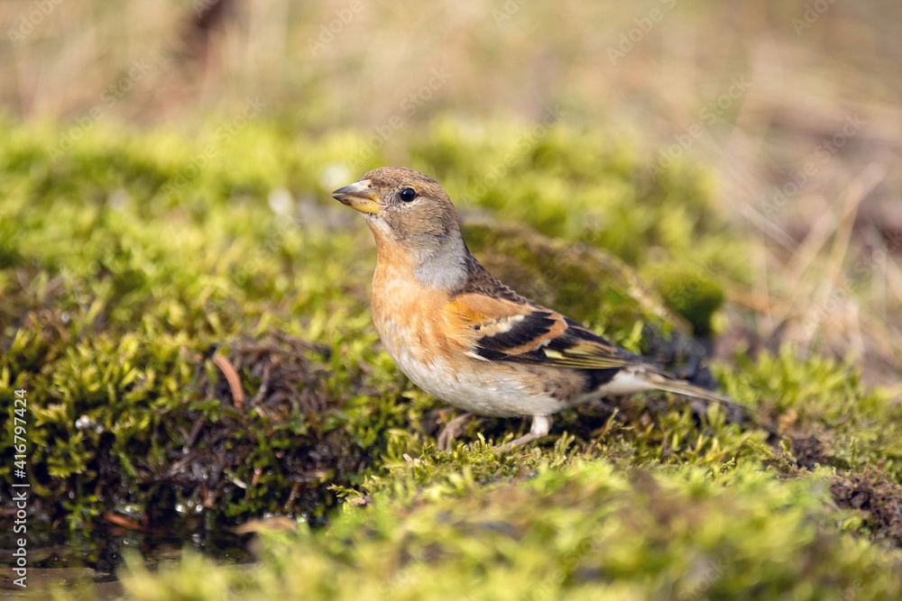 Brambling fringilla montifringilla sitting in the moss next to the water Brambling fringilla montifringilla sitting in the moss next to the water