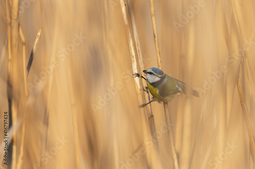 Bird blue tit holding on to the reeds. Cyanistes caeruleus