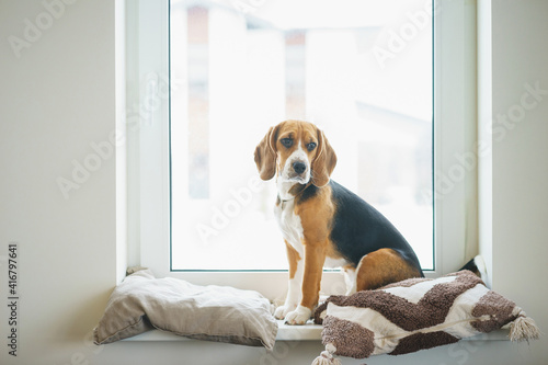 Purebred beagle puppy sits on a windowsill by a large panoramic window and looks at the winter yard.