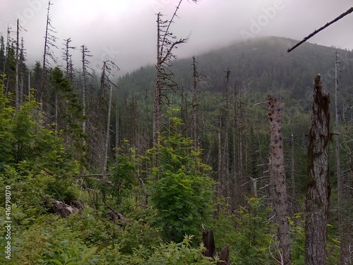 Deep forest in Europe with river and lake