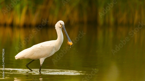 Tableau sur toile Common spoonbill Platalea leucorodia in a beautiful evening background