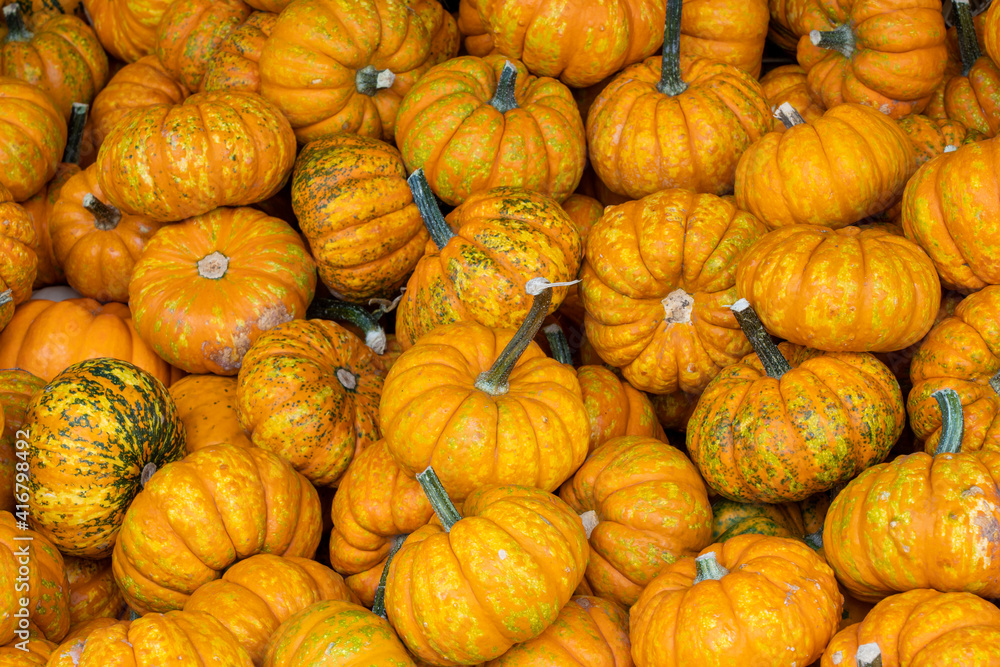 A pattern grouping of small Cinderilla pumpkins A pattern grouping of small Cinderilla pumpkins