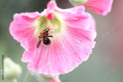 Bumblebee on pink flower . Bumblebee on a mallow flower in the garden. 