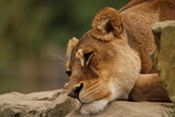 Lion Endormi