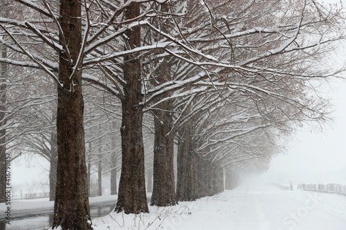 雪景色のメタセコイヤ並木 