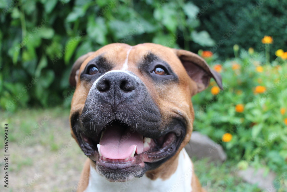 american staffordshire terrier