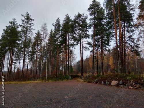 Deep forest in Europe with river and lake