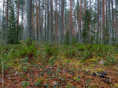 Deep forest in Europe with river and lake