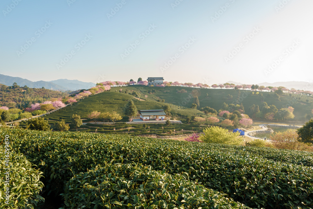 Sunrise landscapes in a traditional Chinese tea garden, with blooming cherry trees on the tea mountain, in Longyan, Fujian, China