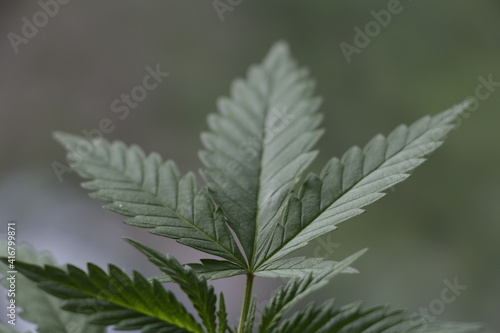 close up of hemp cannabis leaf