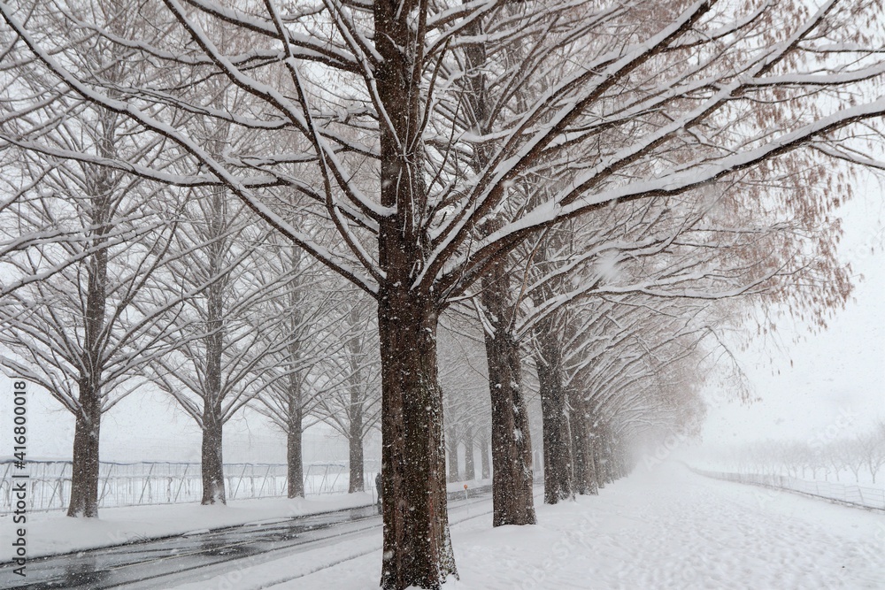 Fototapeta premium 雪景色のメタセコイヤ並木